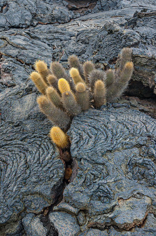 熔岩仙人掌，Brachycereus nesioticus, Pahoehoe熔岩，沙利文湾熔岩场，詹姆斯岛，圣地亚哥岛，圣地亚哥岛，加拉帕戈斯群岛国家公园，厄瓜多尔。流行。